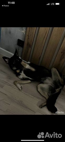 Собака в добрые руки