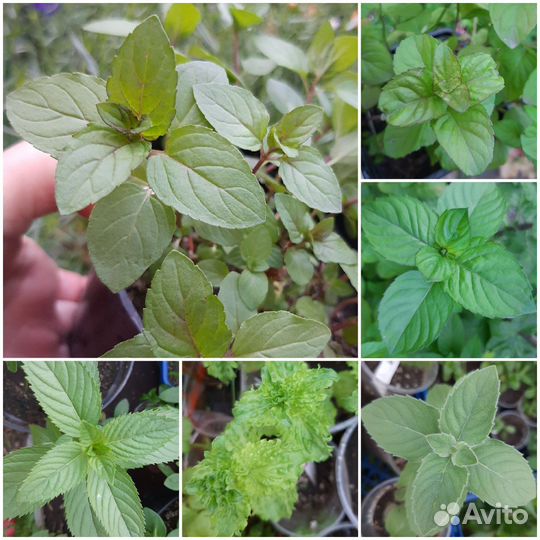 Мята 32 сорта,монарда