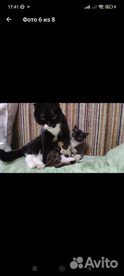 Кошка