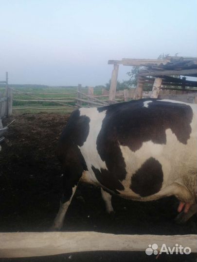 Корова дойная