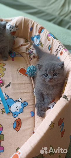 Шотландские котята