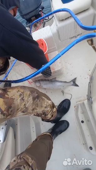 Трофейная рыбалка в Приморском крае