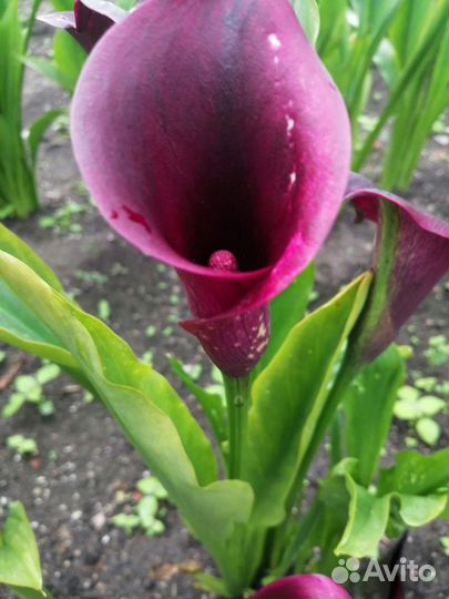 Калла клубни. Цвета: фиолетовый, оранжевый