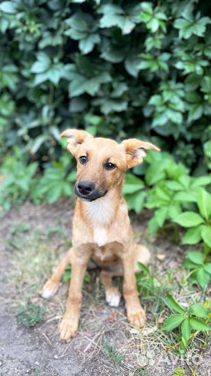 Ласкуша Маргоша, 4 месяца