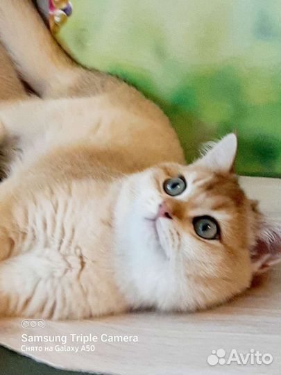 Золотой плюшевый котик