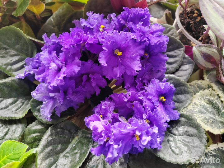 Набор сортовых фиалок - лист