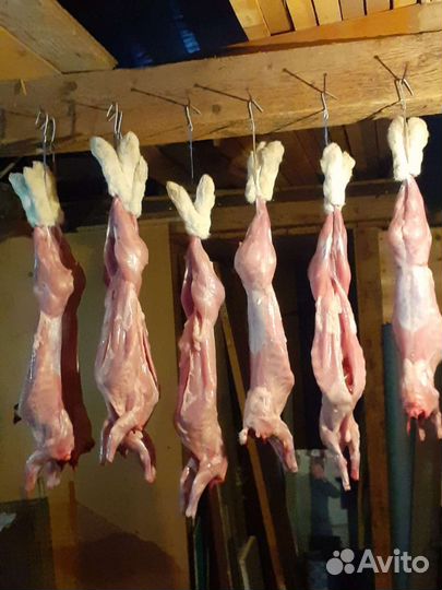 Продам мясо кролика