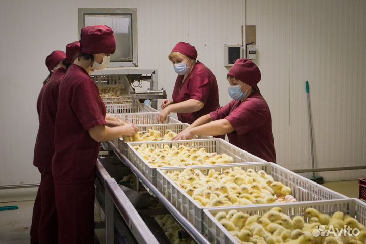 Оператор на инкубатор. Вахта официально