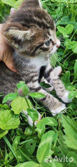 Котята в хорошие руки