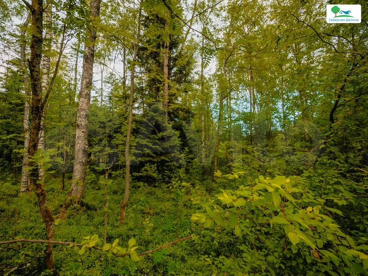 Участок 6 сот. (СНТ, ДНП)