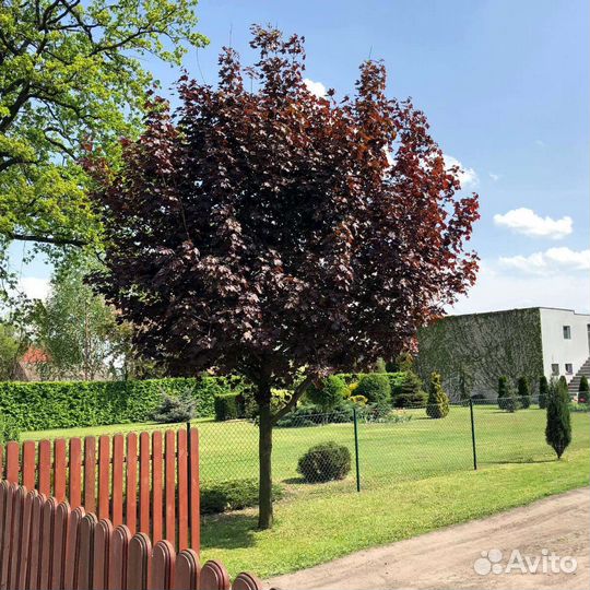 Клен красный