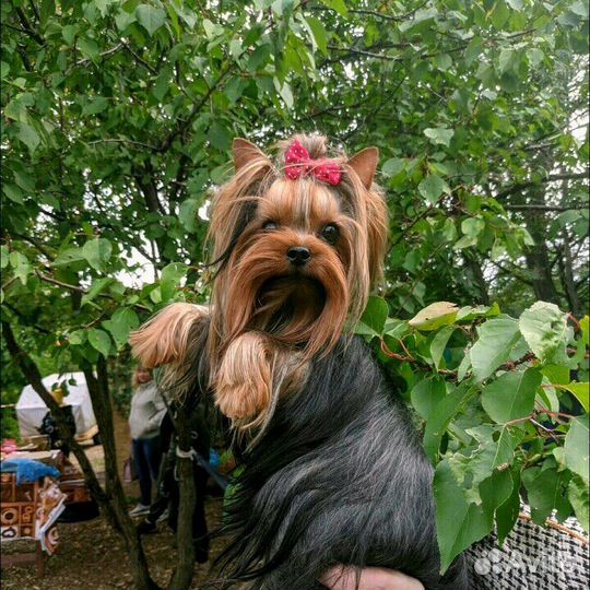 Йоркширский терьер