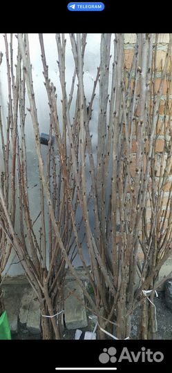 Черешня бычье сердце