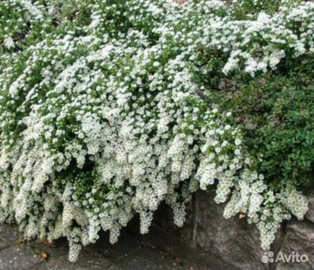 Вересковая астра,почвопокровная, альпийская горка