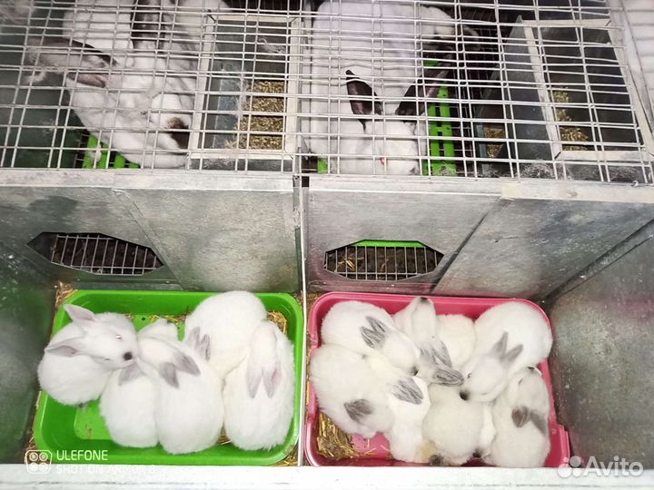 Кролики калифорнийской породы