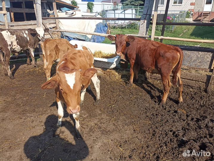 Бычки и телки