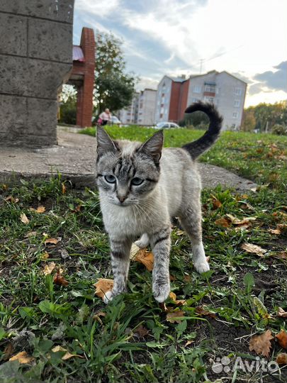 Невская маскарадная