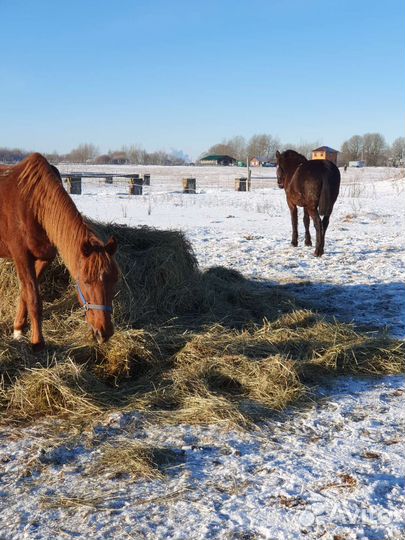 Постой лошадей в спб