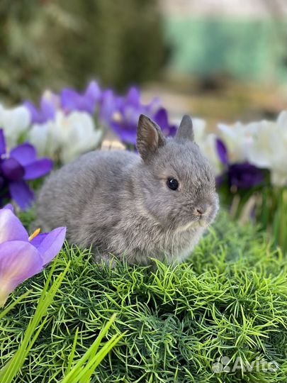 Кролик мини
