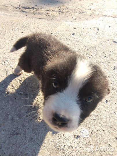 Собака в добрые руки щенок