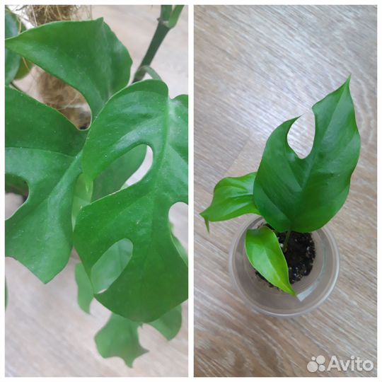 Антуриум и др