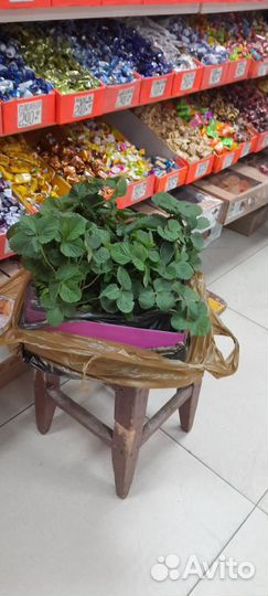 Рассада клубники