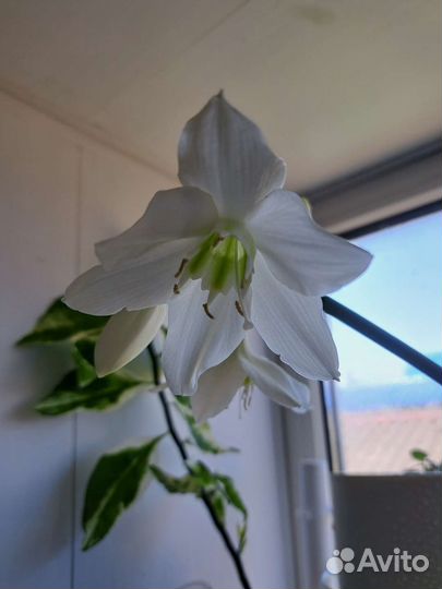 Эухарис-белоснежная комнатная лилия