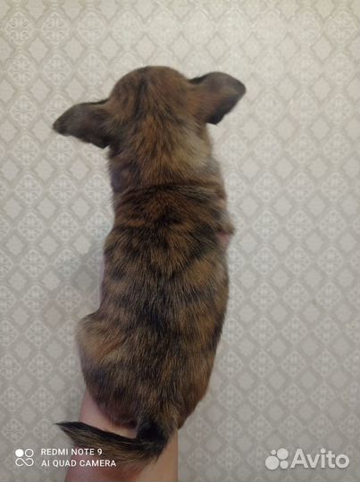 Чихуахуа мальчик 2 месяца