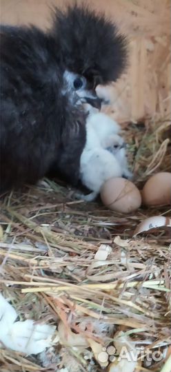 Петух китайской шелковой 1+2