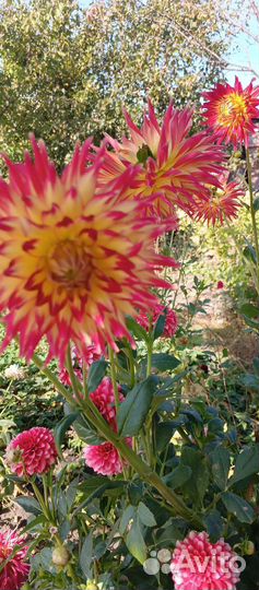 Георгины клубни