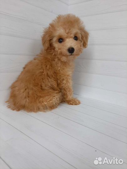 Той-пудель тикап супер мини девочка