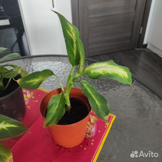 Цветы Диффенбахия