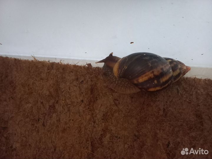 Улитки ахатины бесплатно