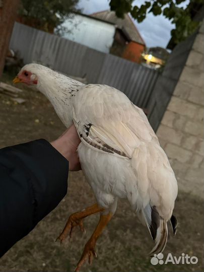 Куры петухи