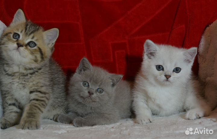 Британцы. Очень красивые