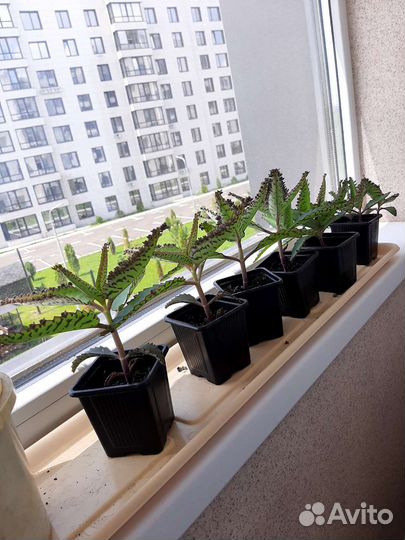 Каланхоэ лечебное