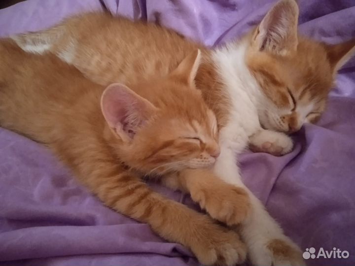 Кошка в дар бесплатно