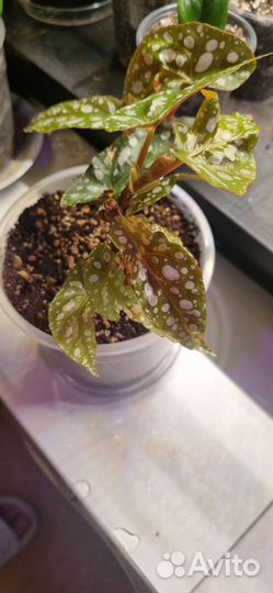 Бегония макулата