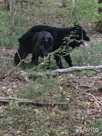 Щенки немецкой овчарки