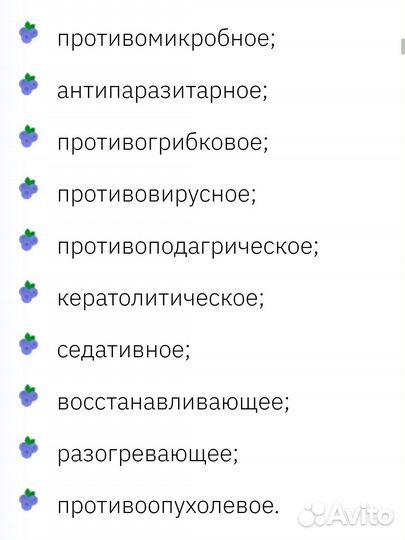 Индийский лук(птицемлечник)
