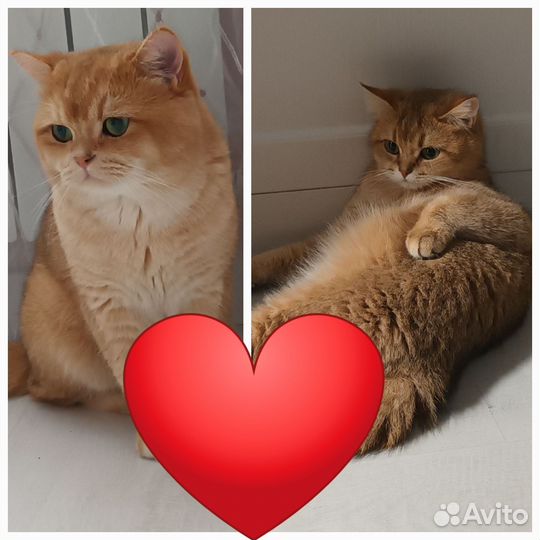 Британские котята