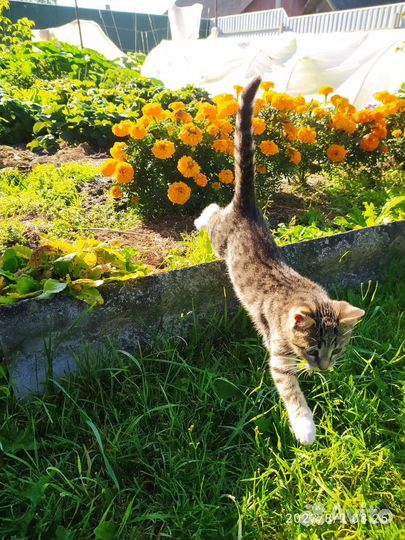 Котëнок (кошка) 3,5 мес