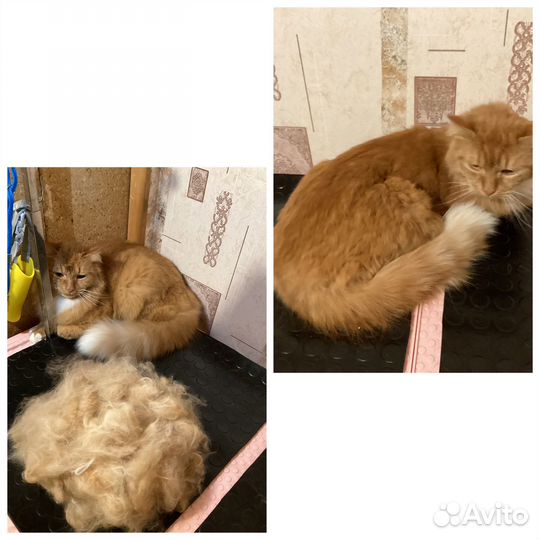 Груминг собак и кошек