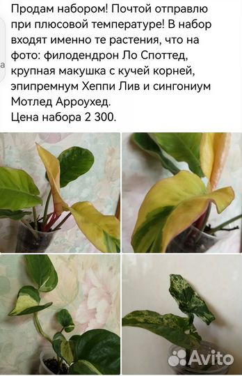 Наборы сортовых комнатных цветов. Эконом вариант