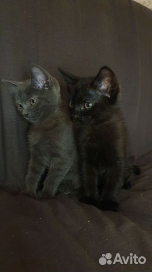 Ринктейл, котята метисы