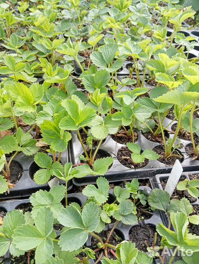 Рассада клубники