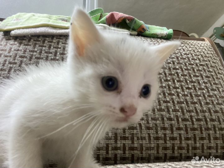 Котята в добрые руки 1 месяц