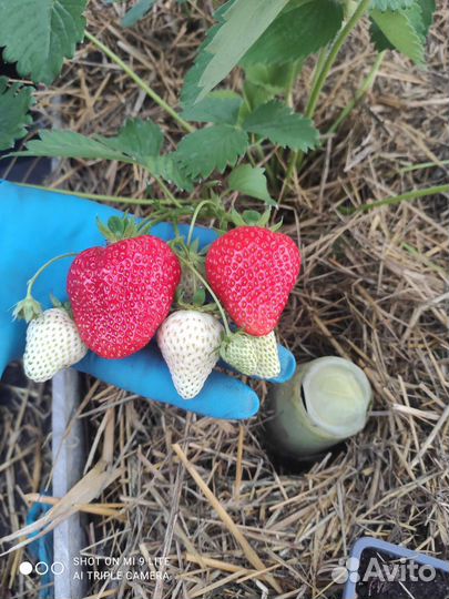 Рассада клубники