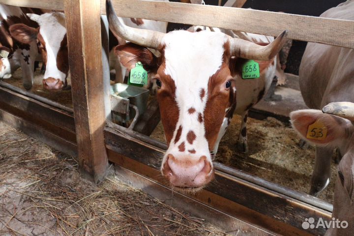 Коровы дойные молочные