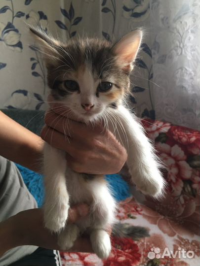 Котенок в дар бесплатно